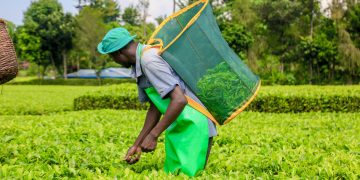 Lipton Teas and Infusions Kenya Plc Withdraw Offer to Acquire Remaining Shares of Limuru Tea