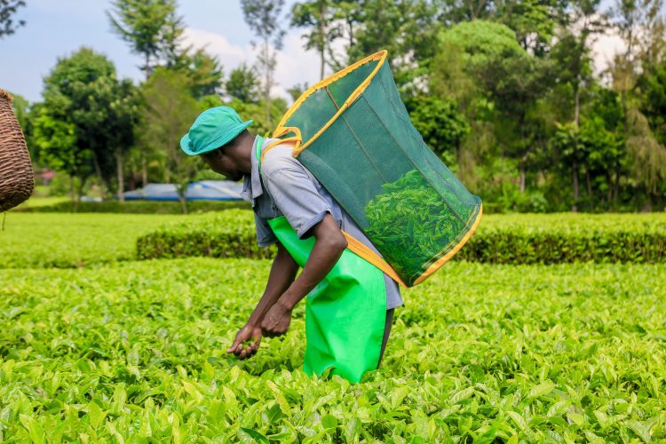 Lipton Teas and Infusions Kenya Plc Withdraw Offer to Acquire Remaining Shares of Limuru Tea