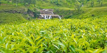 Sri Lanka's Brown Investments Acquires Lipton Teas and Fusion's Tea Estates