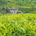 Sri Lanka's Brown Investments Acquires Lipton Teas and Fusion's Tea Estates