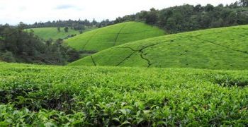 Kapchorua Tea Kenya Profits Up 27% to KSh 399 Million