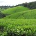 Kapchorua Tea Kenya Profits Up 27% to KSh 399 Million