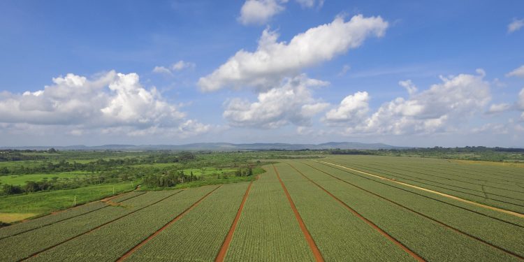 a Del monte Pineapple plantation in Thika, Kenya.