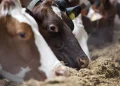 New Livestock Bill Outlines Strict Fines for Unregistered Livestock Farmers, Tightens Production