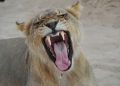 Lioness with a wide open mouth