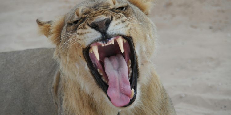 Lioness with a wide open mouth