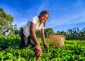 African women plucking tea leaves on plantation in Kenya, Africa.