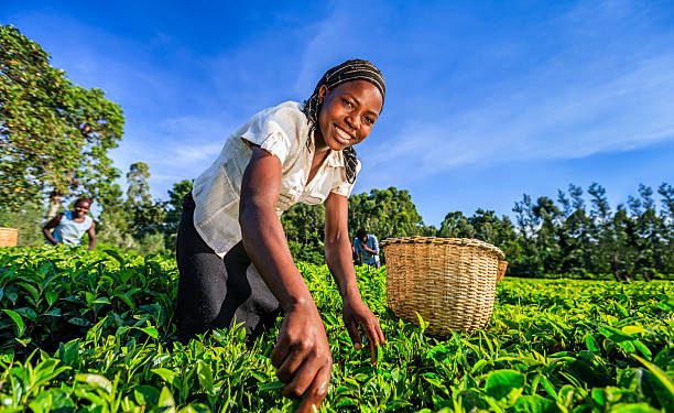 African women plucking tea leaves on plantation in Kenya, Africa.