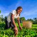 African women plucking tea leaves on plantation in Kenya, Africa.